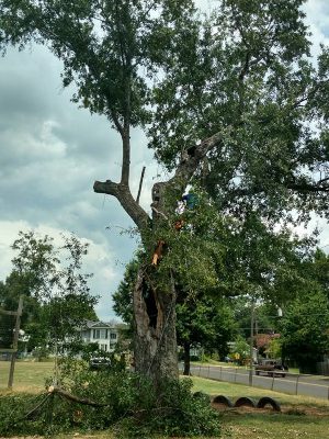 Tree Maintenance in Shreveport, Louisiana
