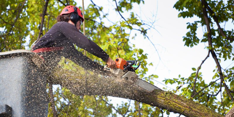 About Specialty Tree Care in Shreveport, Louisiana