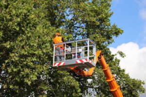 How to Prepare for Commercial Tree Services