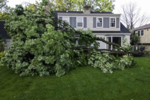 Storm Damage Cleanup: What to Do If a Tree Falls