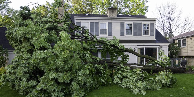 Storm Damage Cleanup: What to Do If a Tree Falls