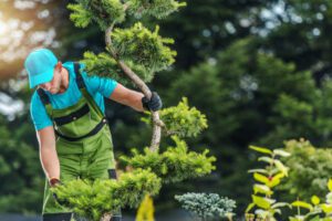4 Benefits of Professional Residential Tree Services