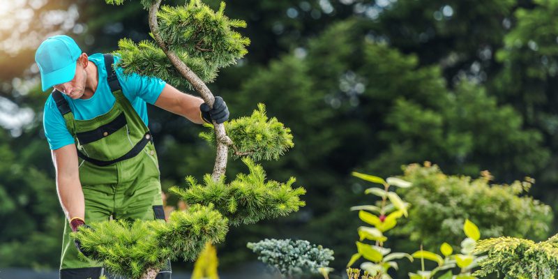 4 Benefits of Professional Residential Tree Services