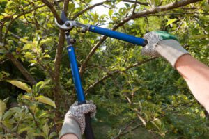 Tree Care Tips to Keep Your Trees Happy