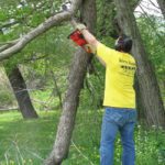 Tree Branch Removal